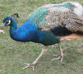 EOTR-peacock.gif