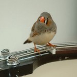 Bird on guitar