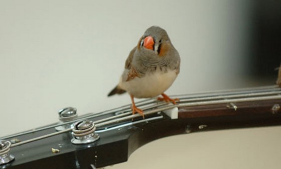 Bird on guitar
