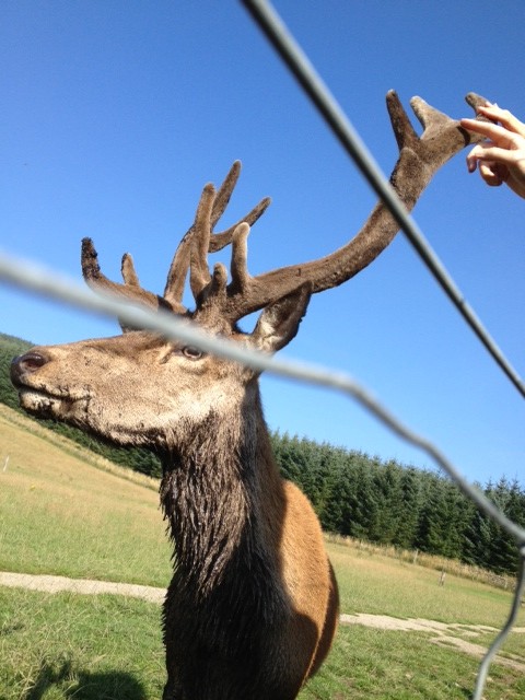 Muddy red deer and eagle owl.